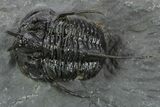 Spiny Devil-Horned Cyphaspis Trilobite Cluster - Mrakib, Morocco #381606-3
